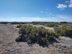 Arthroceras subterminale