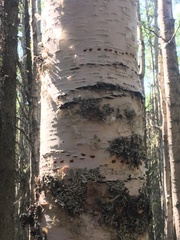 Betula