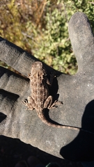 Agama aculeata