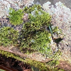 Grimmia pulvinata