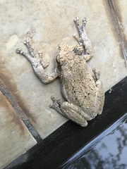 Chiromantis xerampelina