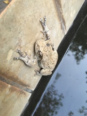 Chiromantis xerampelina