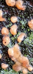 Dacrymyces stillatus