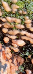 Dacrymyces stillatus