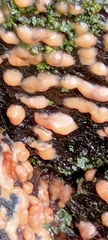 Dacrymyces stillatus