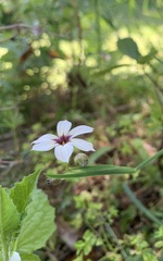 Sisyrinchium micranthum
