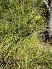Pinus serotina