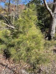 Pinus serotina