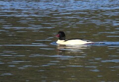 Mergus merganser merganser