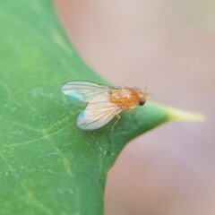 Neogriphoneura
