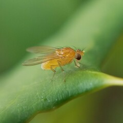 Neogriphoneura