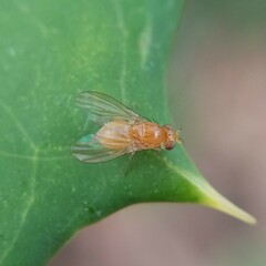 Neogriphoneura