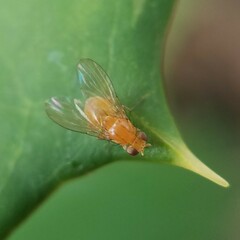 Neogriphoneura
