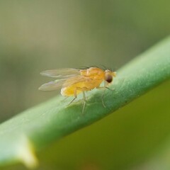 Neogriphoneura