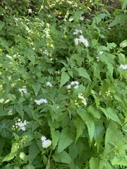 Ageratina glechonophylla