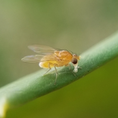 Neogriphoneura