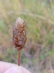 Xyris ambigua