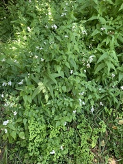 Ageratina glechonophylla