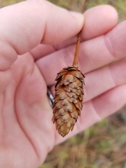Xyris ambigua