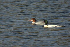 Mergus merganser merganser