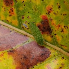 Rugosana