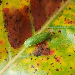 Rugosana