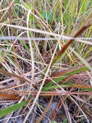 Xyris ambigua