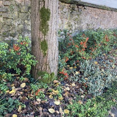 Hypnum cupressiforme