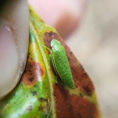 Rugosana
