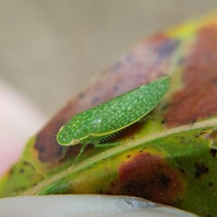 Rugosana
