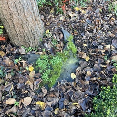 Hypnum cupressiforme