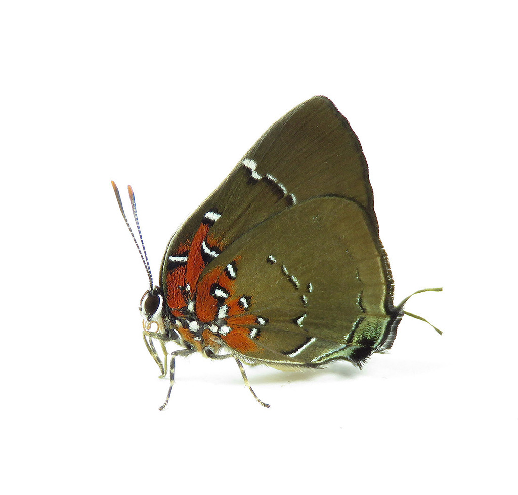 Brown Brangas
