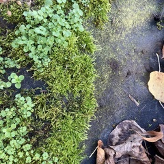 Hypnum cupressiforme