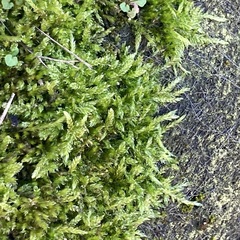 Hypnum cupressiforme