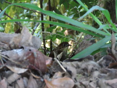 Grallaria flavotincta