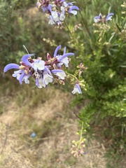 Salvia