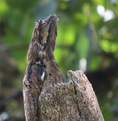 Nyctibius griseus