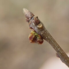 Kokkocynips difficilis