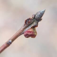 Kokkocynips difficilis