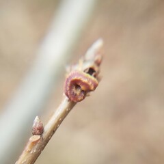 Kokkocynips difficilis