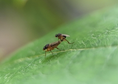 Phorinae