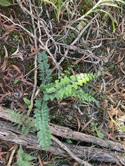 Asplenium aethiopicum