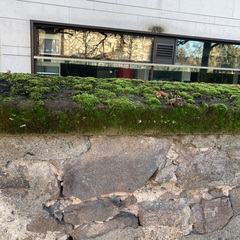 Ptychostomum capillare