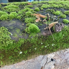 Ptychostomum capillare