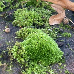 Ptychostomum capillare