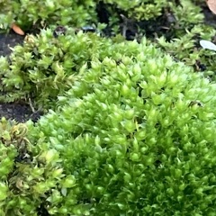 Ptychostomum capillare