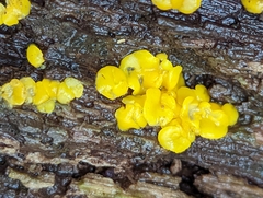 Calycina citrina
