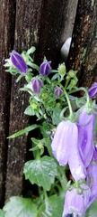 Campanula poscharskyana