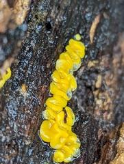Calycina citrina