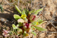 Cleretum papulosum